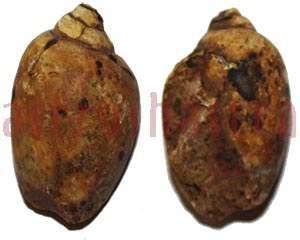 Heera Shankh 0249 29